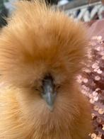 Raszuivere Usa zijdehoen ( haan) geent tegen marek, Dieren en Toebehoren, Pluimvee, Meerdere dieren, Kip
