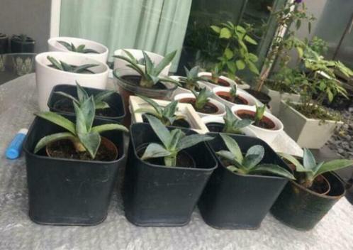 Bio Blauw Agave Americana in de pot zon warmte gezond, Huis en Inrichting, Kamerplanten, Cactus, Minder dan 100 cm, Bloeiende kamerplant