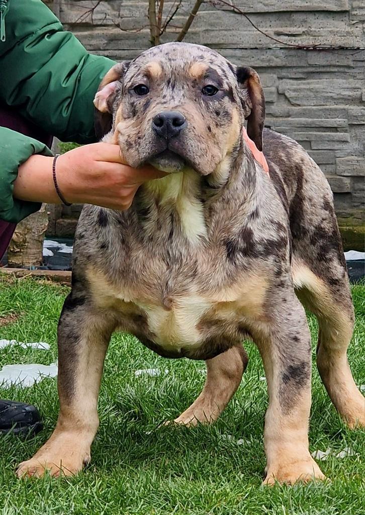 American Bully Abkc XL Pups, Dieren en Toebehoren, Honden | Bulldogs, Pinschers en Molossers, Meerdere dieren, Overige rassen