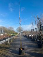 Ginkgo Biloba  - Japanse Notenboom, Bloeit niet, Overige soorten, 100 tot 250 cm, Ophalen