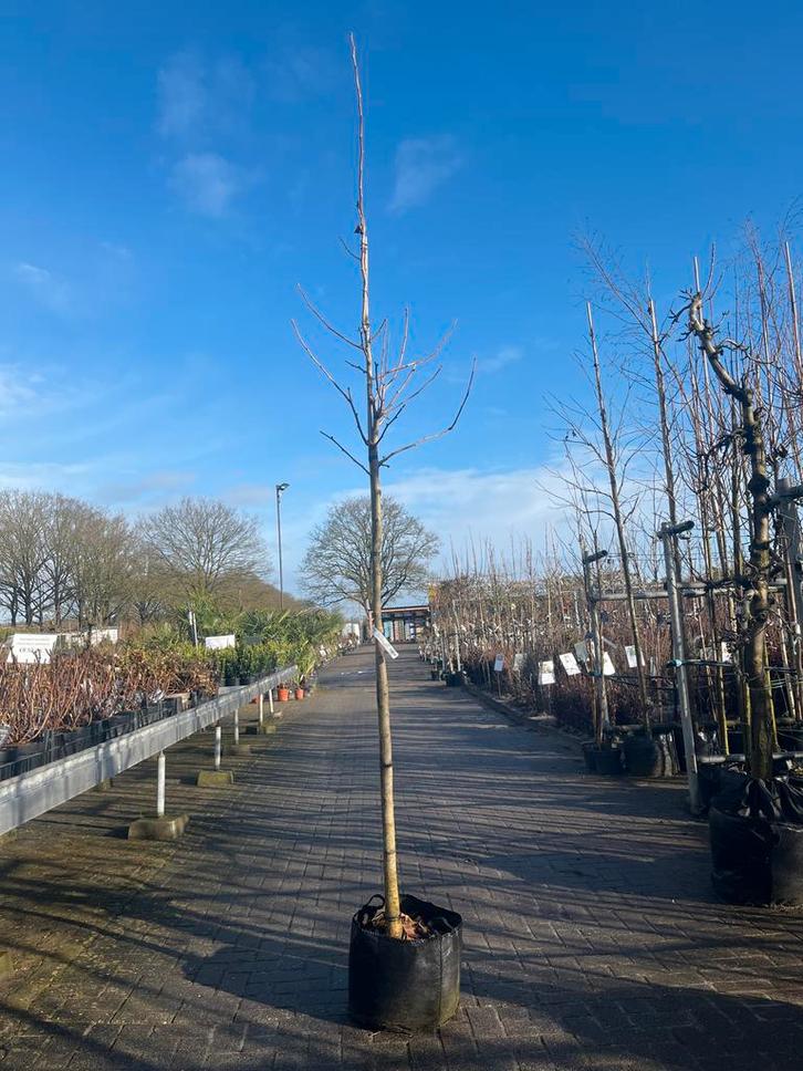Ginkgo Biloba  - Japanse Notenboom, Tuin en Terras, Planten | Bomen, Overige soorten, 100 tot 250 cm, Volle zon, Bloeit niet, In pot