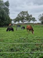 Weidegang aangeboden Groningen/ weidemaatje gezocht, Dieren en Toebehoren, Stalling en Weidegang, 1 paard of pony, Weidegang
