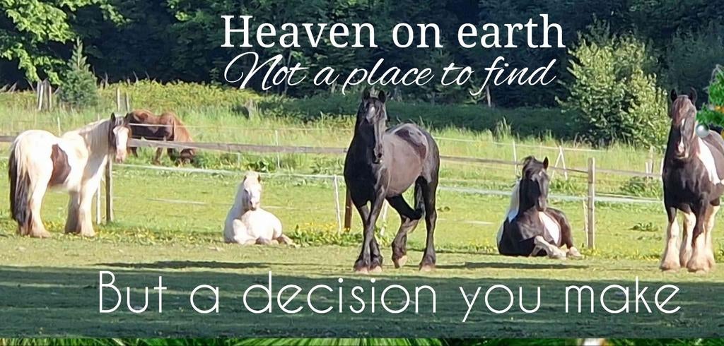 Hulp bij de paarden gezocht, goed. Lezen aub!, Hobby en Vrije tijd, Ophalen of Verzenden