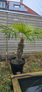 Grote palmboom trachycarpus fortunei in pot, 100 tot 250 cm, Zomer, Palmboom, Ophalen