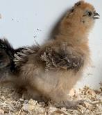 USA Zijdehoen hennetjes, Dieren en Toebehoren, Pluimvee, Vrouwelijk, Kip