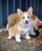 Welsh corgi pembroke pups te koop, 15 weken tot 1 jaar, Overige rassen, Meerdere, Meerdere dieren