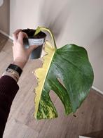 Monstera Aurea Variegata, Huis en Inrichting, Kamerplanten, Ophalen of Verzenden, Halfschaduw, Minder dan 100 cm