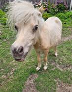 Shetlander palomino, Dieren en Toebehoren, Pony's, 0 tot 2 jaar, Hengst, A pony (tot 1.17m), Gechipt