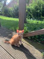 Boerderijkitten, Dieren en Toebehoren, Katten en Kittens | Overige Katten, Kater, Kortharig, 0 tot 2 jaar