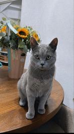Lieve kater Alfa zoekt een nieuw thuis, Kater, Ontwormd