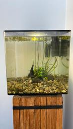 Biorb 60 liter, Dieren en Toebehoren, Ophalen of Verzenden, Zo goed als nieuw, Leeg aquarium