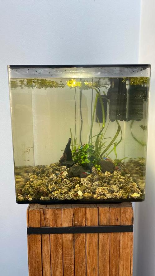 Biorb 60 liter, Dieren en Toebehoren, Vissen | Aquaria en Toebehoren, Zo goed als nieuw, Leeg aquarium, Ophalen of Verzenden