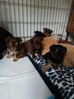 Kleine chihuahua pups tekoop vier reutjes, Reu, 8 tot 15 weken, Meerdere, Chihuahua