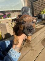 puppies Pitbull x cane corso x olde english bulldog, Dieren en Toebehoren, Rabiës (hondsdolheid), 8 tot 15 weken, Bulldog, Meerdere