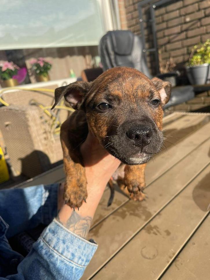 puppies Pitbull x cane corso x olde english bulldog, Dieren en Toebehoren, Honden | Bulldogs, Pinschers en Molossers, Meerdere dieren