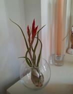 Tillandsia Caputa Medusae, Ophalen of Verzenden, Overige soorten, Minder dan 100 cm