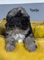 Labradoodle mini pups, Dieren en Toebehoren, Nederland, Overige rassen, 8 tot 15 weken, Meerdere