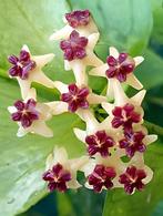 Hoya polyneura outer variegated geworteld, Huis en Inrichting, Kamerplanten, Ophalen of Verzenden, Overige soorten, Minder dan 100 cm