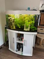 Volledig Jewel aquarium met vissen en planten + attributen, Ophalen, Gevuld zoetwateraquarium