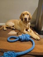 Mooi labrador reu te koop (pup), Dieren en Toebehoren, Honden | Retrievers, Spaniëls en Waterhonden, Rabiës (hondsdolheid), Reu