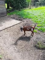 dwerggeit, 2 jaar, Dieren en Toebehoren, Vrouwelijk, Geit, 3 tot 5 jaar