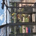 Halsband parkieten, Meerdere dieren, Parkiet