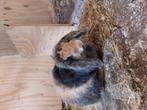 Franse hangoor voedster, Dieren en Toebehoren, Vrouwelijk, Groot, Hangoor, 0 tot 2 jaar