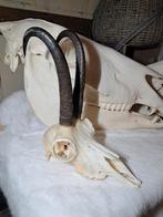 Complete bovenschedel van gems met hoorns, Verzamelen, Dierenverzamelingen, Ophalen of Verzenden, Zo goed als nieuw, Wild dier
