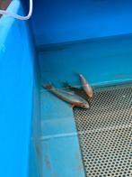 Assgi koi, Karper of Koi