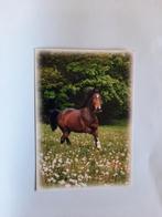 kaart paard veulen dier, Ophalen, 1980 tot heden, Ongelopen, Paard