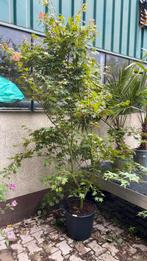 Japanse esdoorn ‘brown sugar’, Ophalen, Halfschaduw, Overige soorten