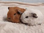 2 cavia beren, Dieren en Toebehoren, Knaagdieren, Cavia, Mannelijk, November, Tam