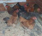 2 kippen met haan te koop, Dieren en Toebehoren, Pluimvee, Meerdere dieren, Kip