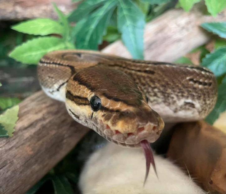 Python regius pinstripe (man) met terrarium, Dieren en Toebehoren, Reptielen en Amfibieën, Slang, 7 tot 10 jaar, Met terrarium