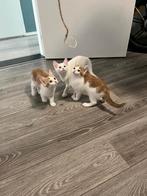 Een lieve kitten, Dieren en Toebehoren, Katten en Kittens | Overige Katten, Geslacht onbekend, Kortharig, 0 tot 2 jaar
