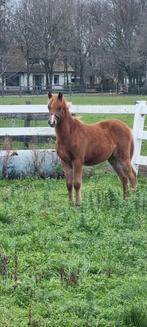 welsh B  hengst veulens en jaarling ruin, Dieren en Toebehoren, Gechipt, 0 tot 2 jaar, Hengst, C pony (1.27m tot 1.37m)