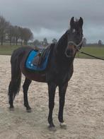 Deense warmbloed 14 jaar, Ruin, Recreatiepaard