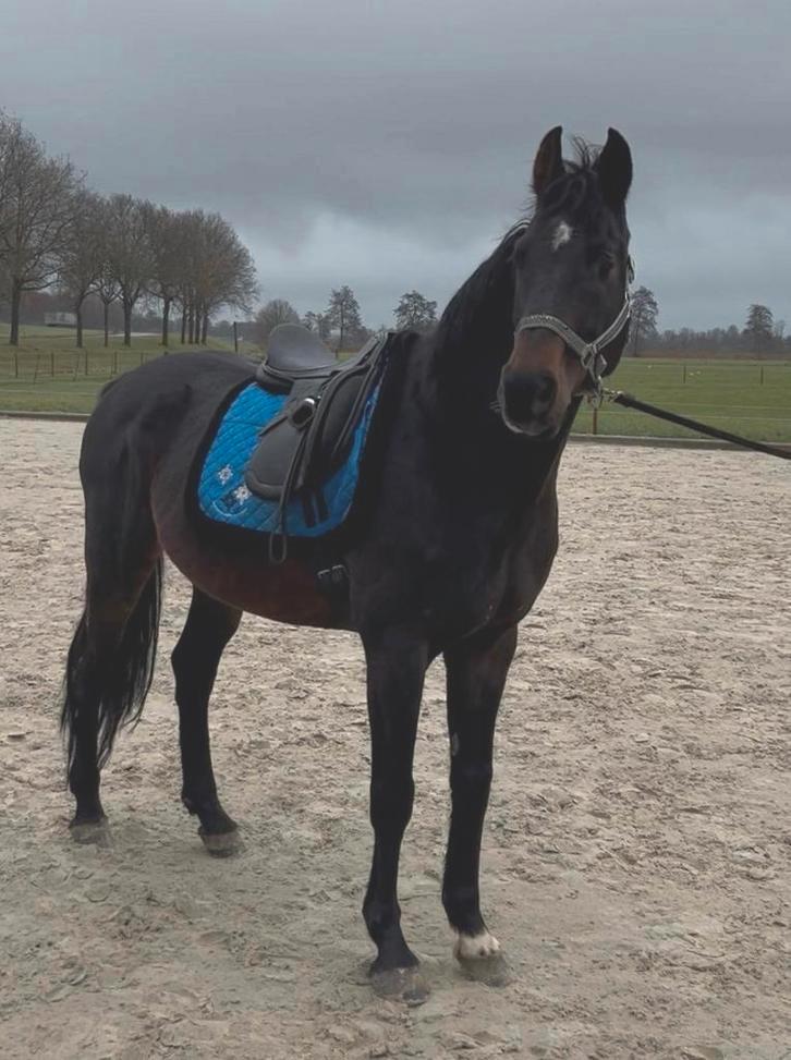 Deense warmbloed 14 jaar, Dieren en Toebehoren, Paarden, Ruin, Recreatiepaard