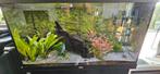 Te koop juwel 125, Ophalen, Zo goed als nieuw, Gevuld zoetwateraquarium
