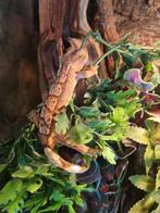 Wimper gekko vrouw, Dieren en Toebehoren, Hagedis, 0 tot 2 jaar