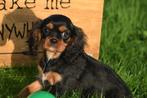 Cavalier King Charles spaniel pups, Dieren en Toebehoren, Honden | Retrievers, Spaniëls en Waterhonden, België, 8 tot 15 weken