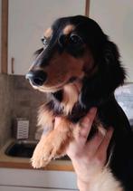 Lief Langhaar Dwergteckel meisje met FCI, Dieren en Toebehoren, Honden | Teckels en Dashonden, Rabiës (hondsdolheid), 15 weken tot 1 jaar