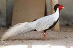 Broedeieren - Zilver fazant, Dieren en Toebehoren, Vogels | Overige Vogels, Geslacht onbekend, Tropenvogel, Tam
