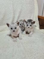 Transylvanian kittens, Dieren en Toebehoren, Meerdere dieren, Gechipt, 0 tot 2 jaar