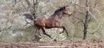 Onbeleerde super lieve merrie! *filmpje*, Merrie, Dressuurpaard, 3 tot 6 jaar