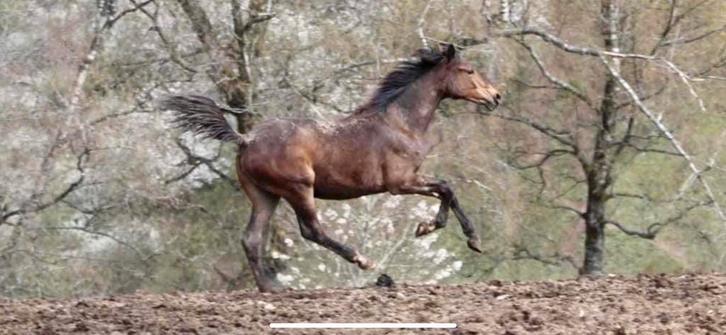 Onbeleerde super lieve merrie! *filmpje*, Dieren en Toebehoren, Paarden, Merrie, 3 tot 6 jaar, Dressuurpaard