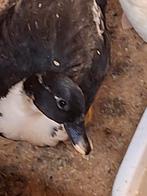 Te koop: prachtige kwaker eenden,  zowel vrouwen als mannen., Dieren en Toebehoren, Meerdere dieren, Eend