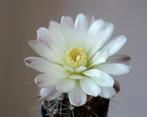 cactus - Gymnocalycium - zijdeglans, Ophalen of Verzenden, Cactus, Volle zon, Minder dan 100 cm