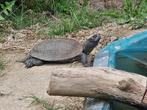 Emys orbicularis galloitalica  gezocht, Dieren en Toebehoren, Reptielen en Amfibieën, Schildpad