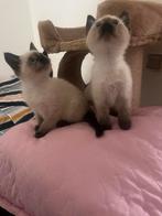 2 lief schattig half siammes en half kort britch haar kitten, Dieren en Toebehoren, Katten en Kittens | Raskatten | Korthaar, Poes